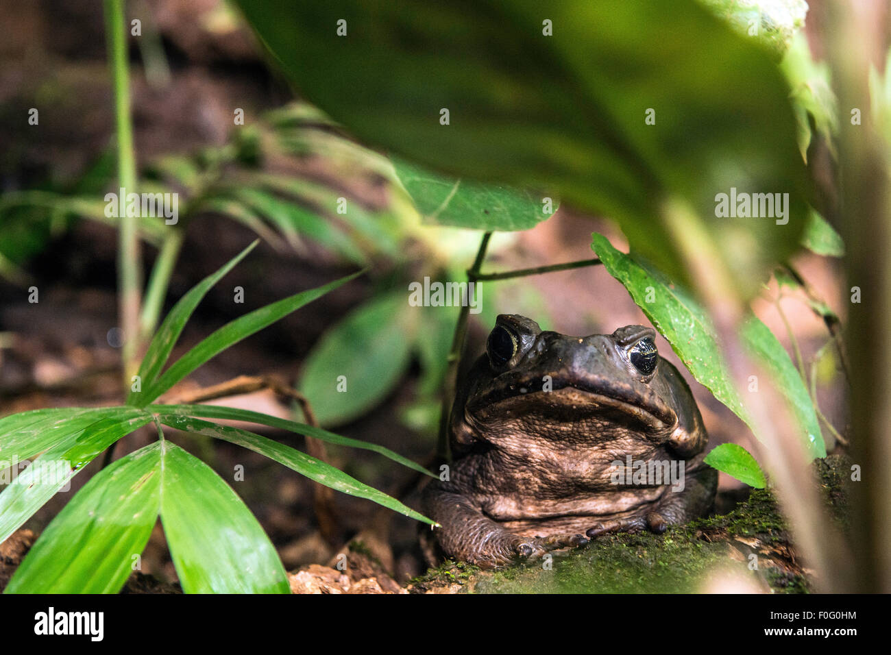 Cane Toad auf dem Boden Monteverde costarica Stockfoto