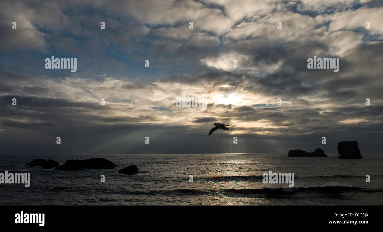 Kap Dyrhólaey mit Vogel fliegt in Südisland Stockfoto