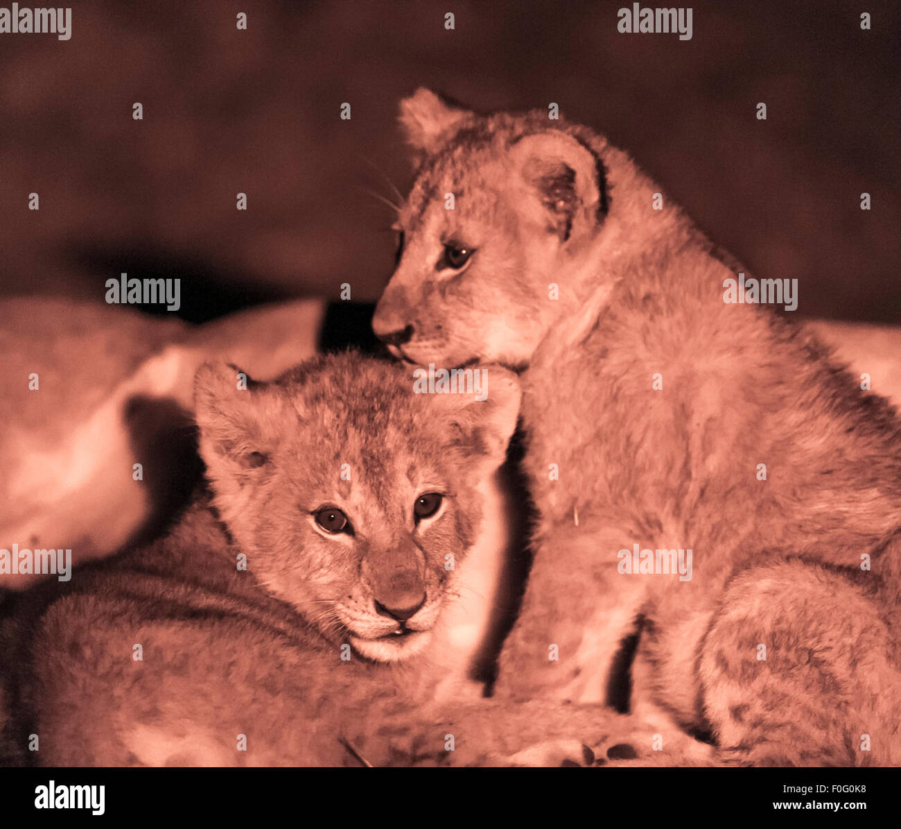 Löwenbabys Verklebung bei Nacht Mara Naboisho Conservancy Kenia Afrika Stockfoto