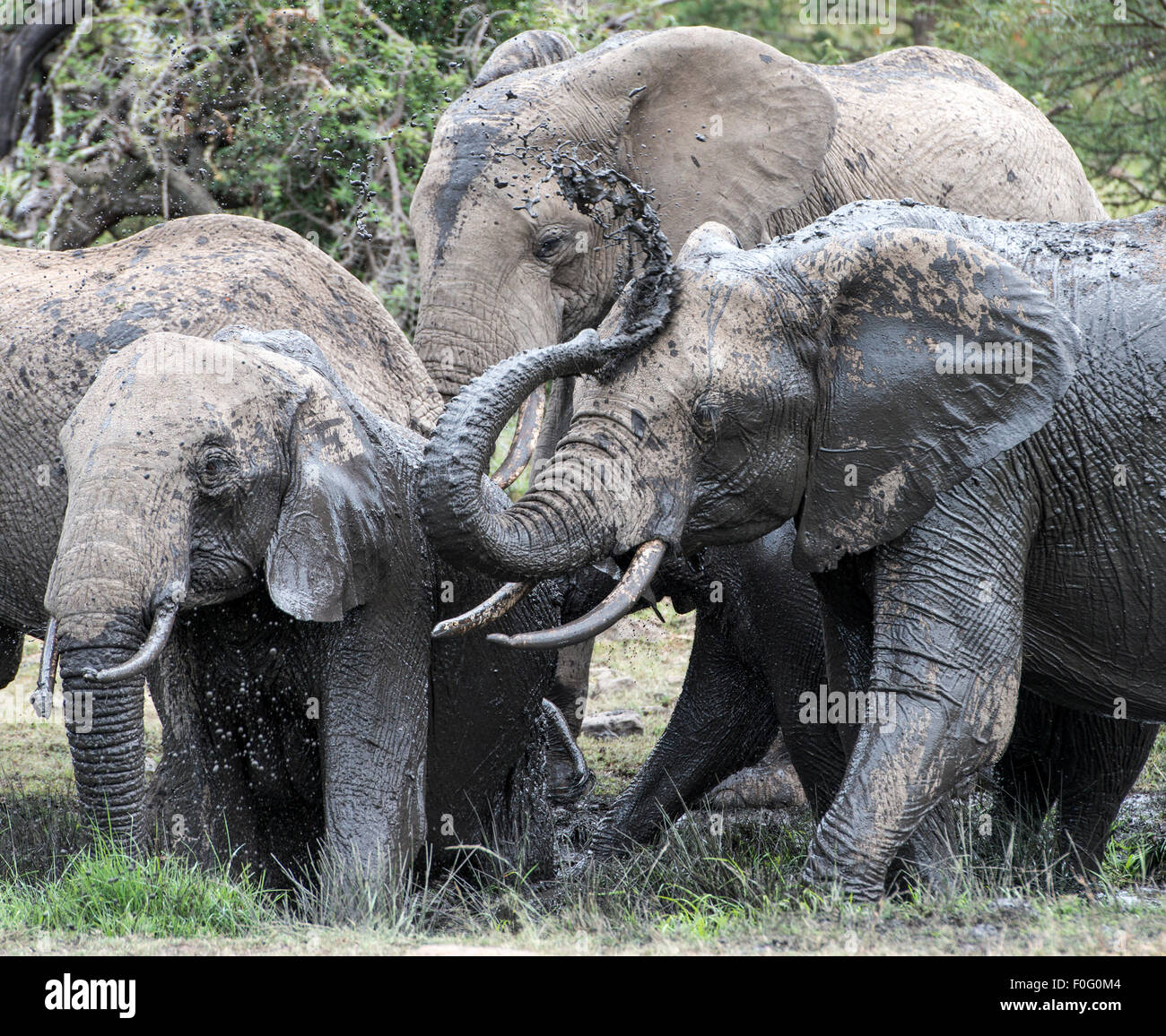 Afrikanische Elefanten unter einem Schlammbad Mara Naboisho Conservancy Kenia Afrika Stockfoto