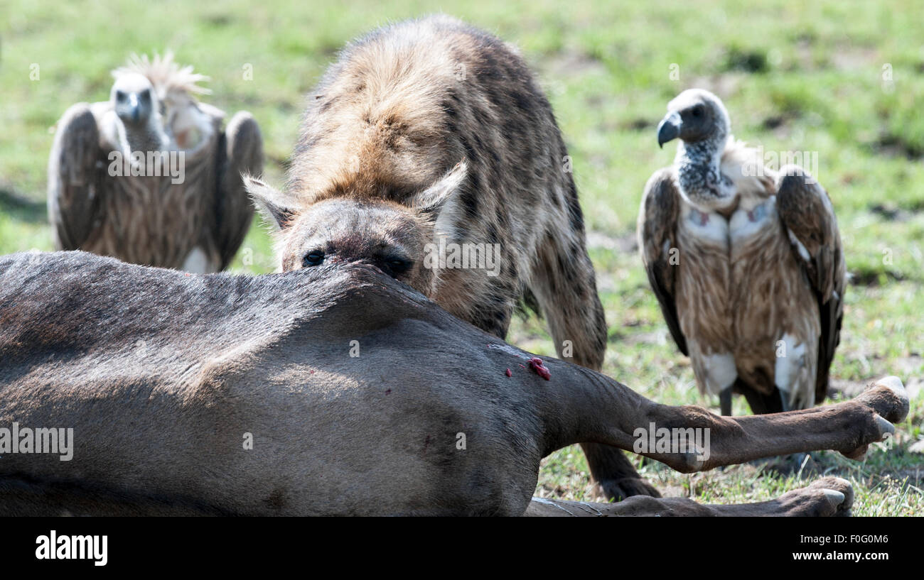 Gefleckte oder lachende Hyäne Fütterung auf eine Karkasse mit Geier im Hintergrund Masai Mara National Reserve Kenia Afrika Stockfoto