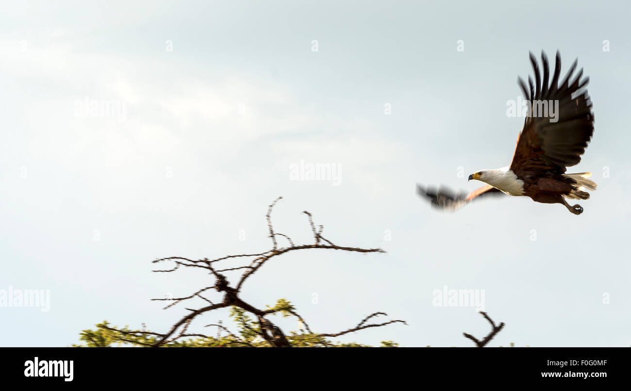 Afrikanischer Fischadler im Flug Mara Naboisho Conservancy Kenia Afrika Stockfoto