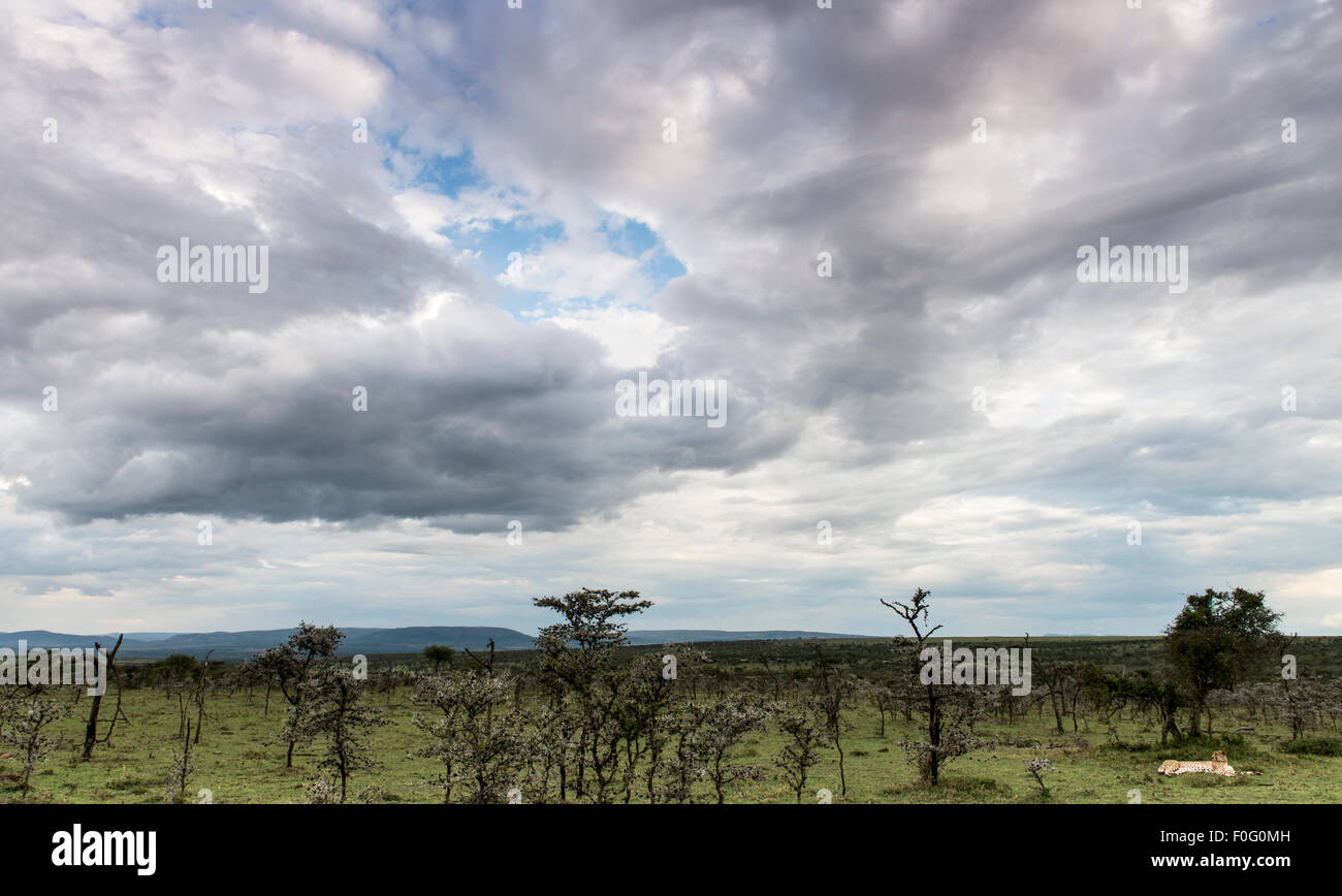 Erwachsene Geparden liegend unter einem Baum Mara Naboisho Conservancy Kenia Afrika Stockfoto