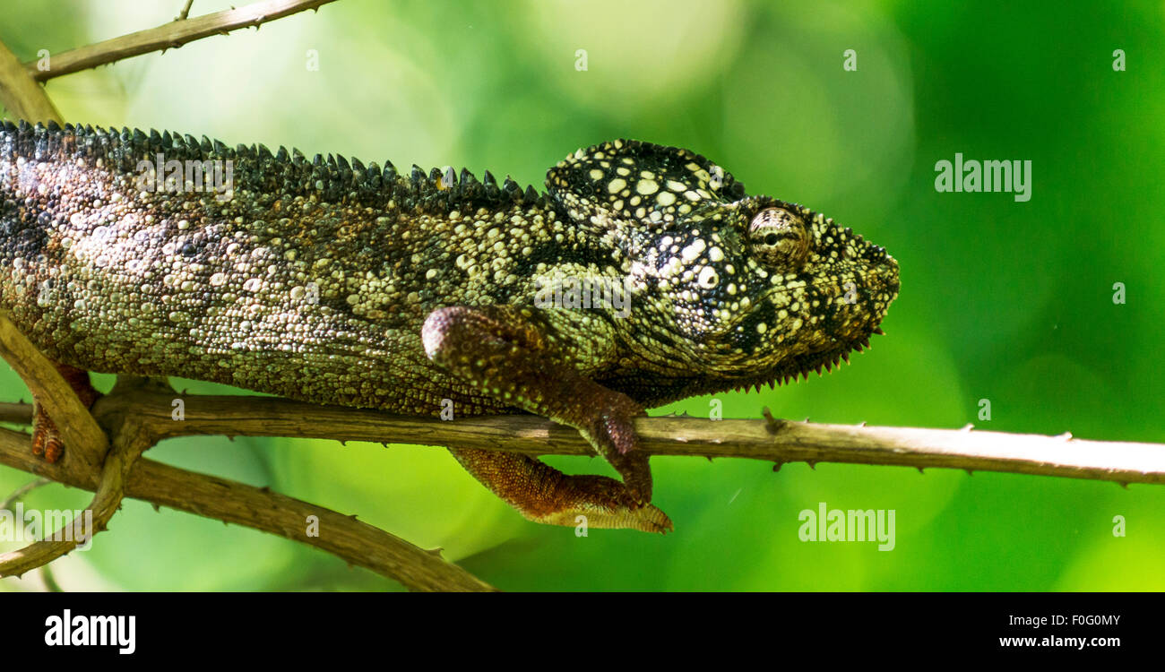 Der Oustalet oder Malagasy Riesen Chamäleon auf Baum Madagaskar Stockfoto