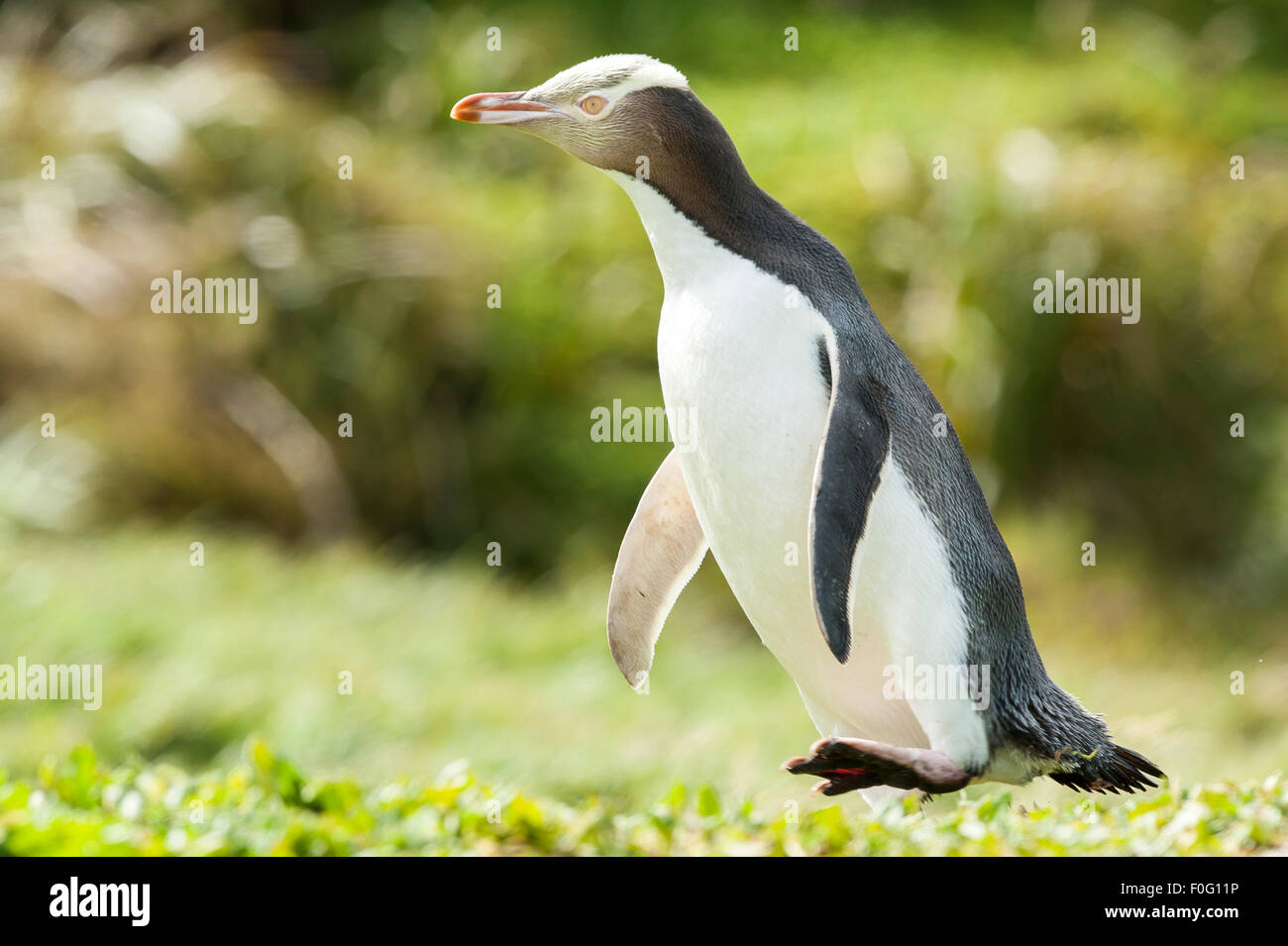 Erwachsenen gelbäugige Pinguin zu Fuß auf dem Rasen Enderby Insel Neuseeland Stockfoto