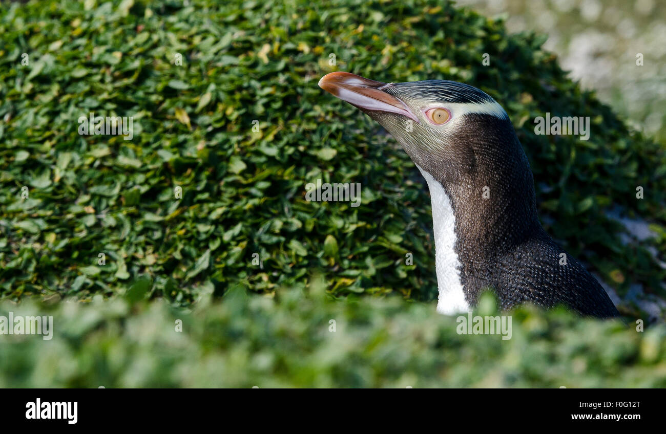 Erwachsenen gelbäugige Pinguin Porträt Enderby Insel Neuseeland Stockfoto