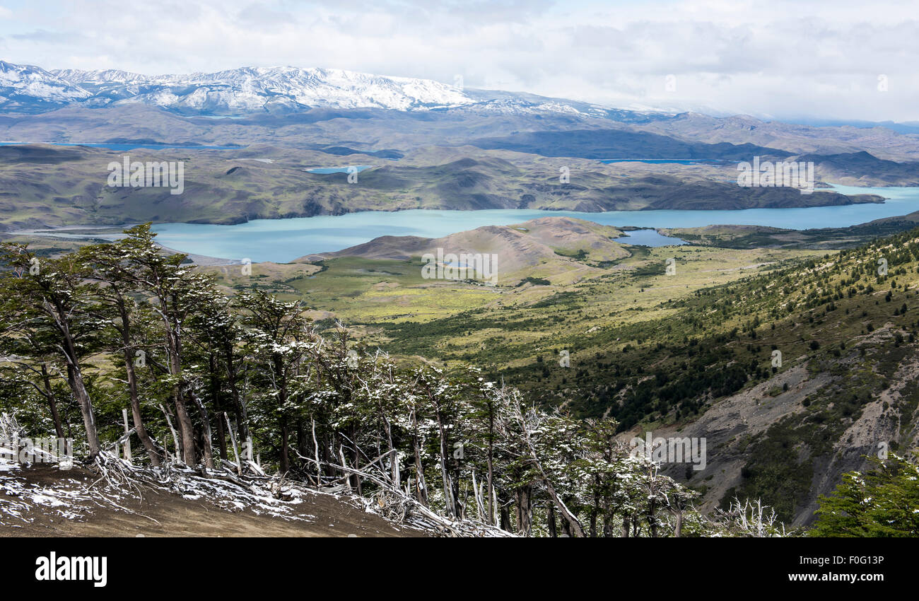 Waldbäume mit Sarmiento See im Hintergrund Nationalpark Torres del Paine chilenischen Patagonien Chile Stockfoto