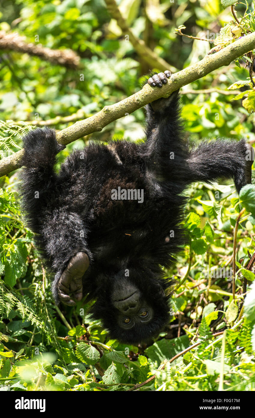 Gorilla hanging Fotos und Bildmaterial in hoher Aufl??sung Alamy