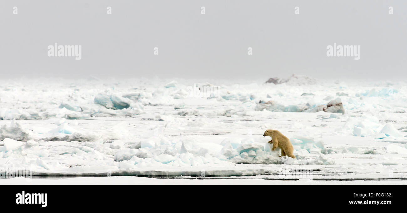 Eisbären gehen auf Packeis Svalbard Spitzbergen Norwegen Polarkreis Skandinavien Stockfoto