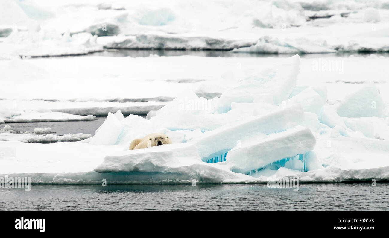 Eisbär ruht auf Packeis Svalbard Spitzbergen Norwegen Polarkreis Skandinavien Stockfoto