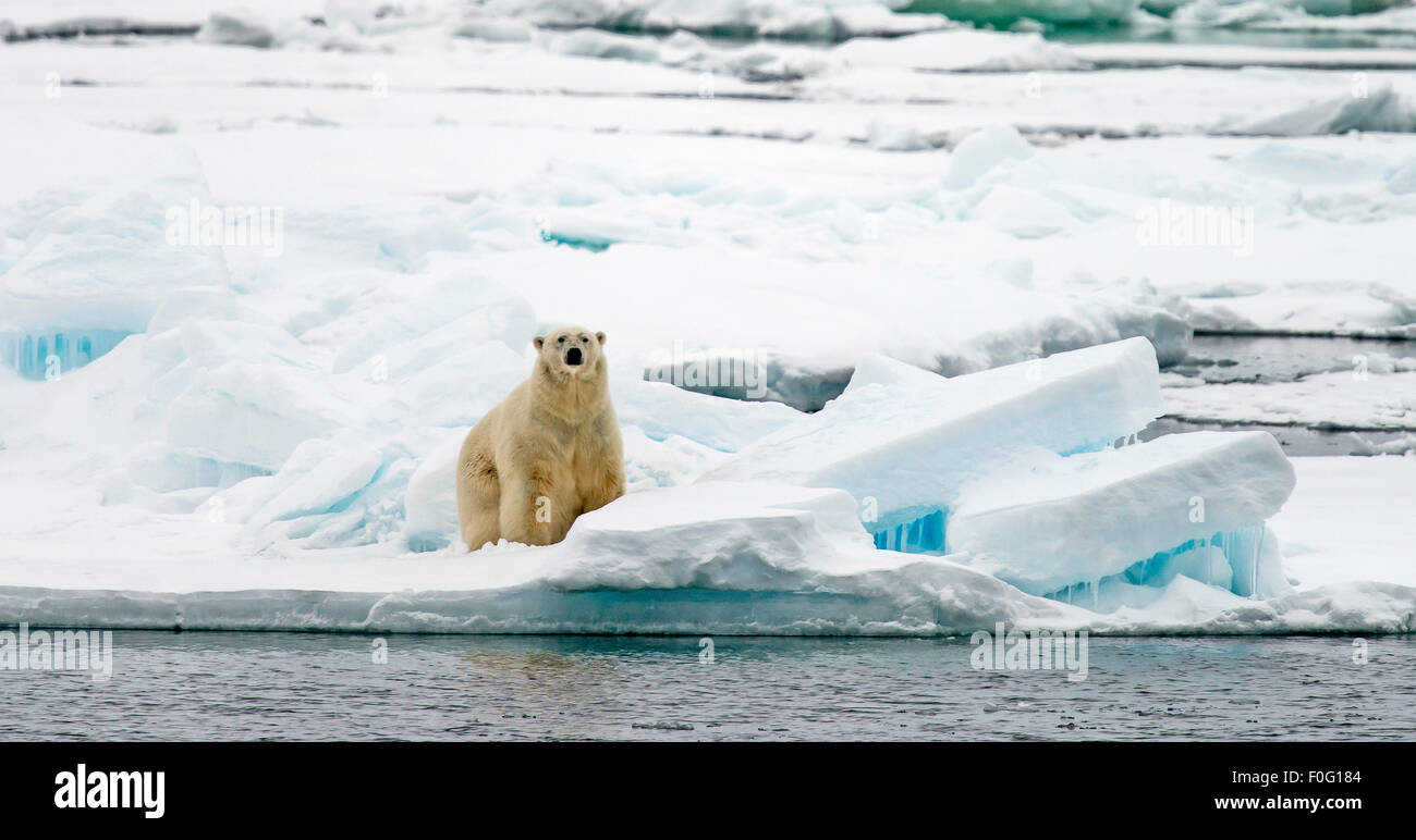 Eisbär sitzend auf Packeis Svalbard Spitzbergen Norwegen Polarkreis Skandinavien Stockfoto