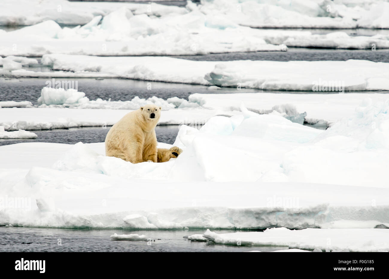 Eisbär sitzend auf Packeis Svalbard Spitzbergen Norwegen Polarkreis Skandinavien Stockfoto