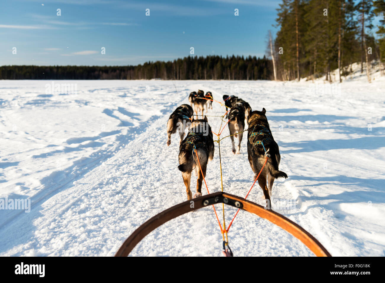 Hundeschlitten auf Schnee mit Waldbäumen im Hintergrund schwedischen Lappland Schweden Skandinavien Stockfoto