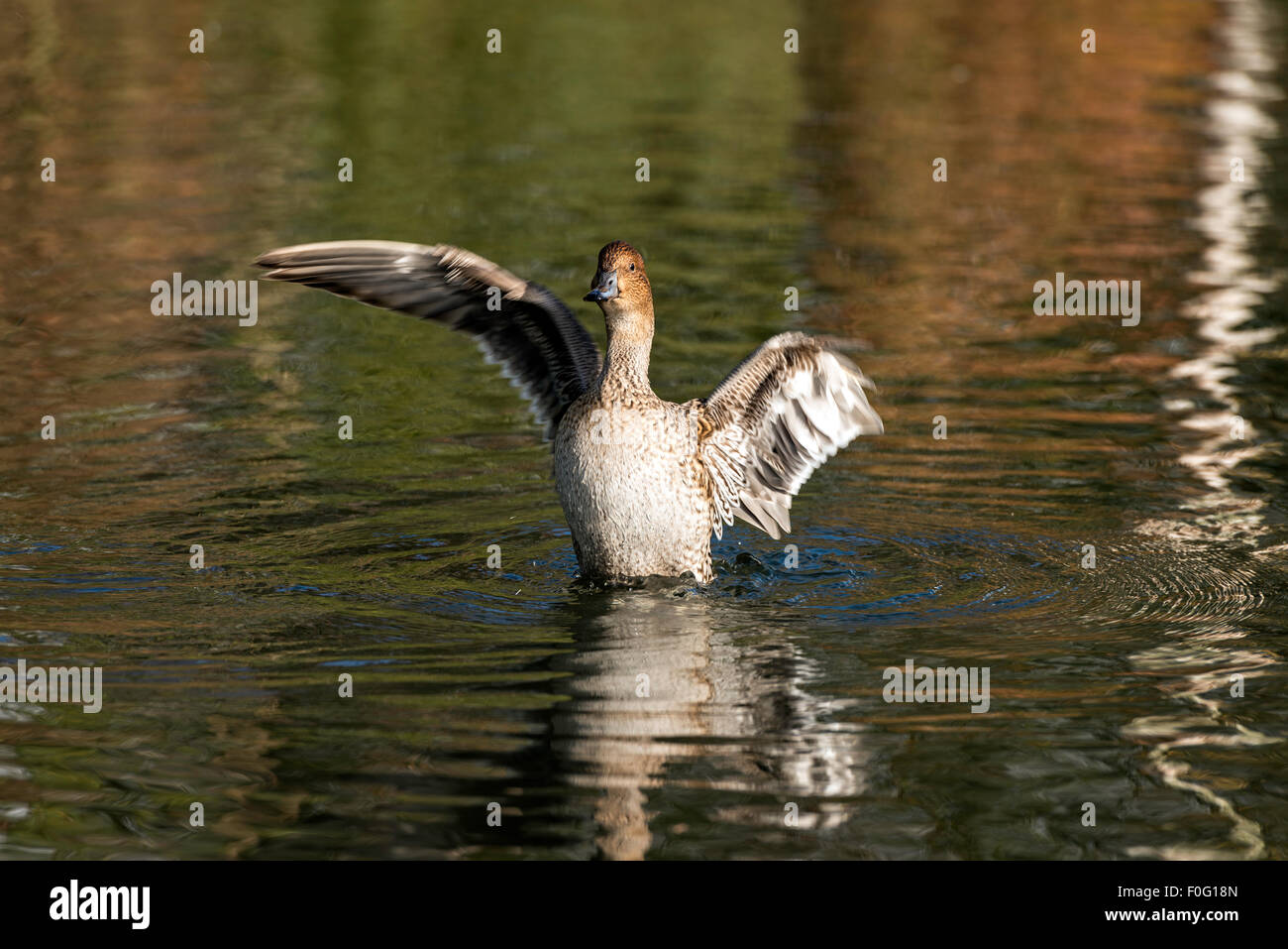 Gemeinsamen Tafelenten-Ente auf dem Wasser der Wildfowl & Wetlands Trust London England Great Britain UK Stockfoto