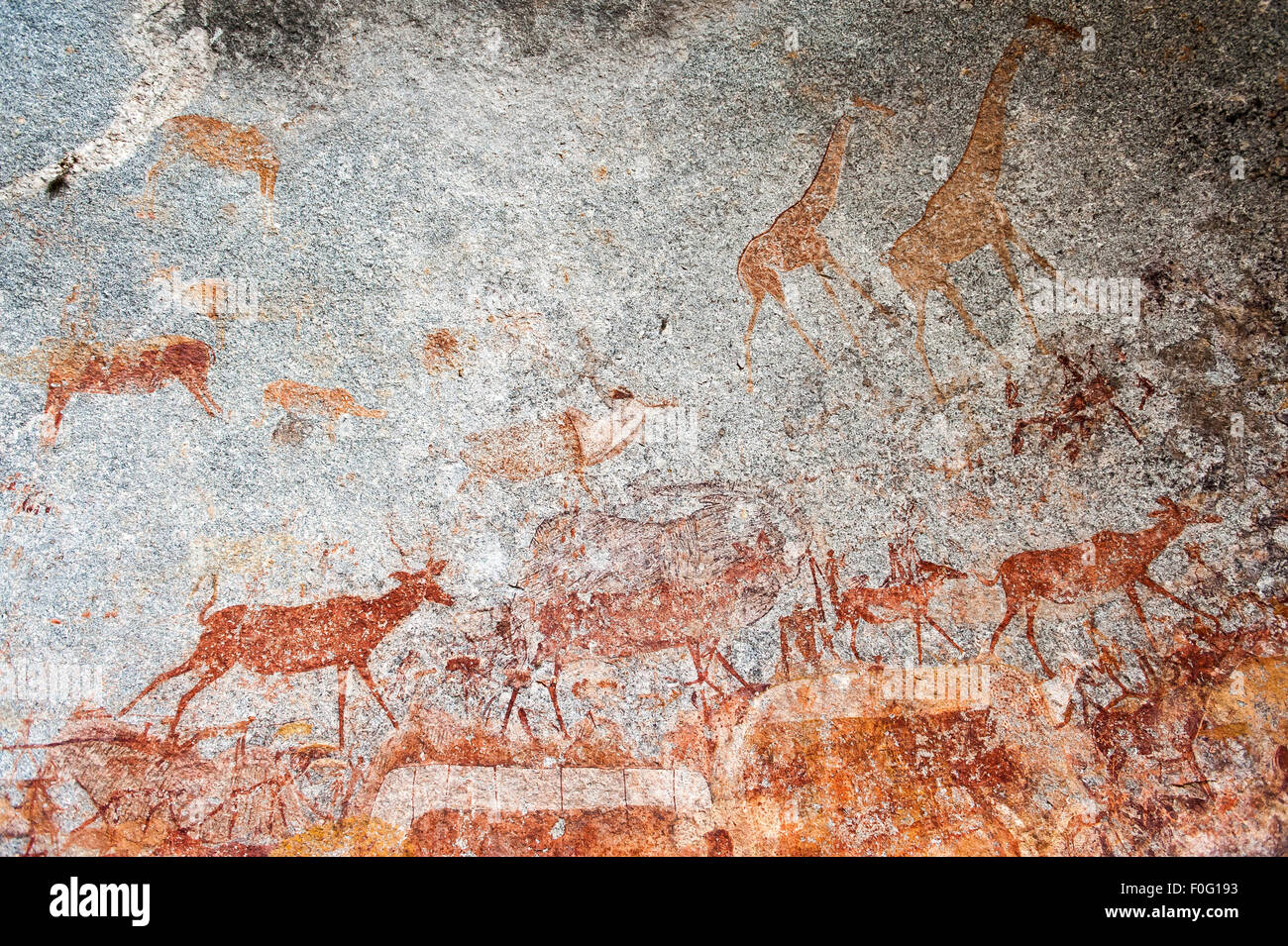 Felszeichnungen mit Tieren an Wand Nswatugi Höhlen Matobo Nationalpark Simbabwe Afrika gemalt Stockfoto