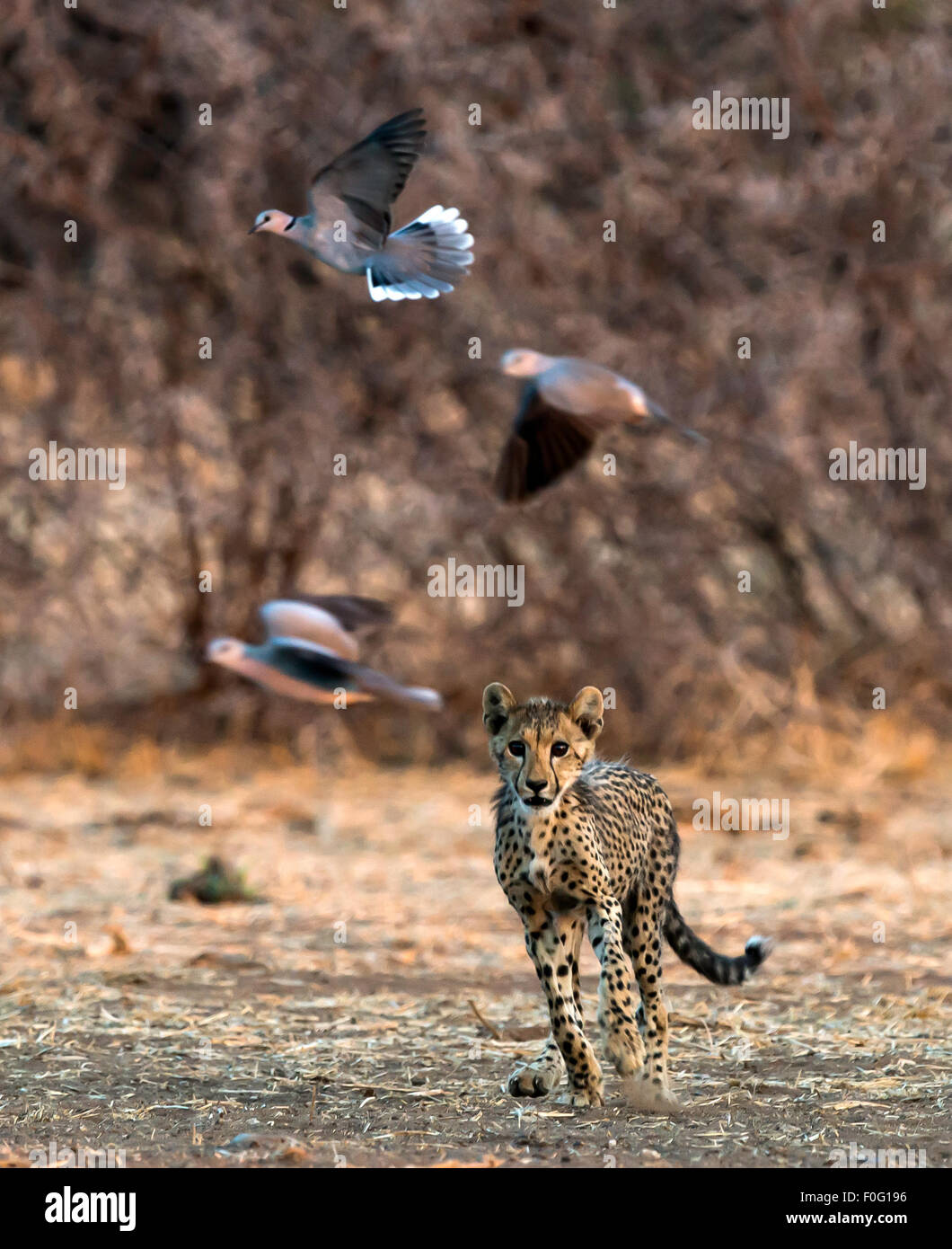 Geparden jagen junge Vögel Malilangwe Wildlife Reserve Simbabwe Afrika Stockfoto