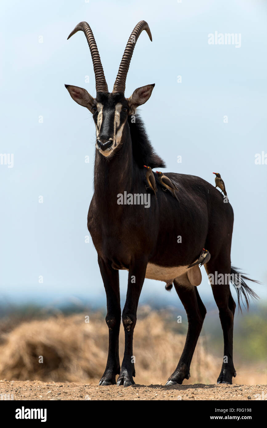 Zobel Porträt Malilangwe Wildlife Reserve Simbabwe Afrika Stockfoto