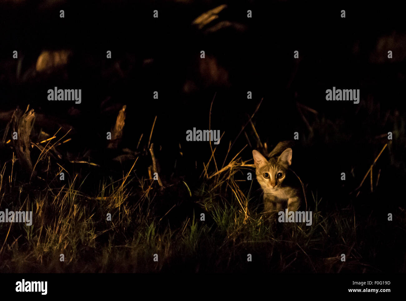 Afrikanische Wildkatze Kätzchen Porträt Hwange Nationalpark Simbabwe Afrika Stockfoto