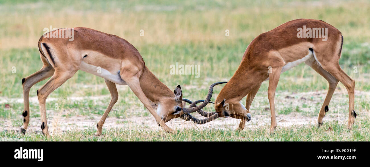 Erwachsene männliche Impalas Hwange Nationalpark Simbabwe Afrika kämpfen Stockfoto