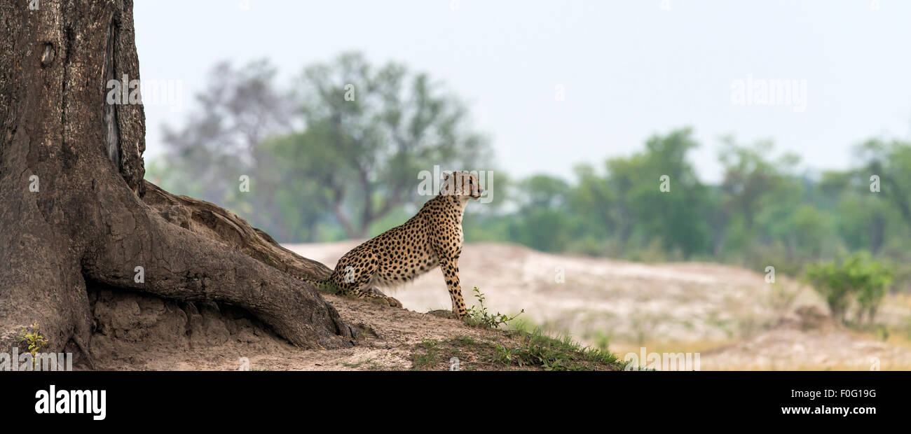 Erwachsene Geparden Look, unter einem Baum Hwange Nationalpark Simbabwe Afrika Stockfoto