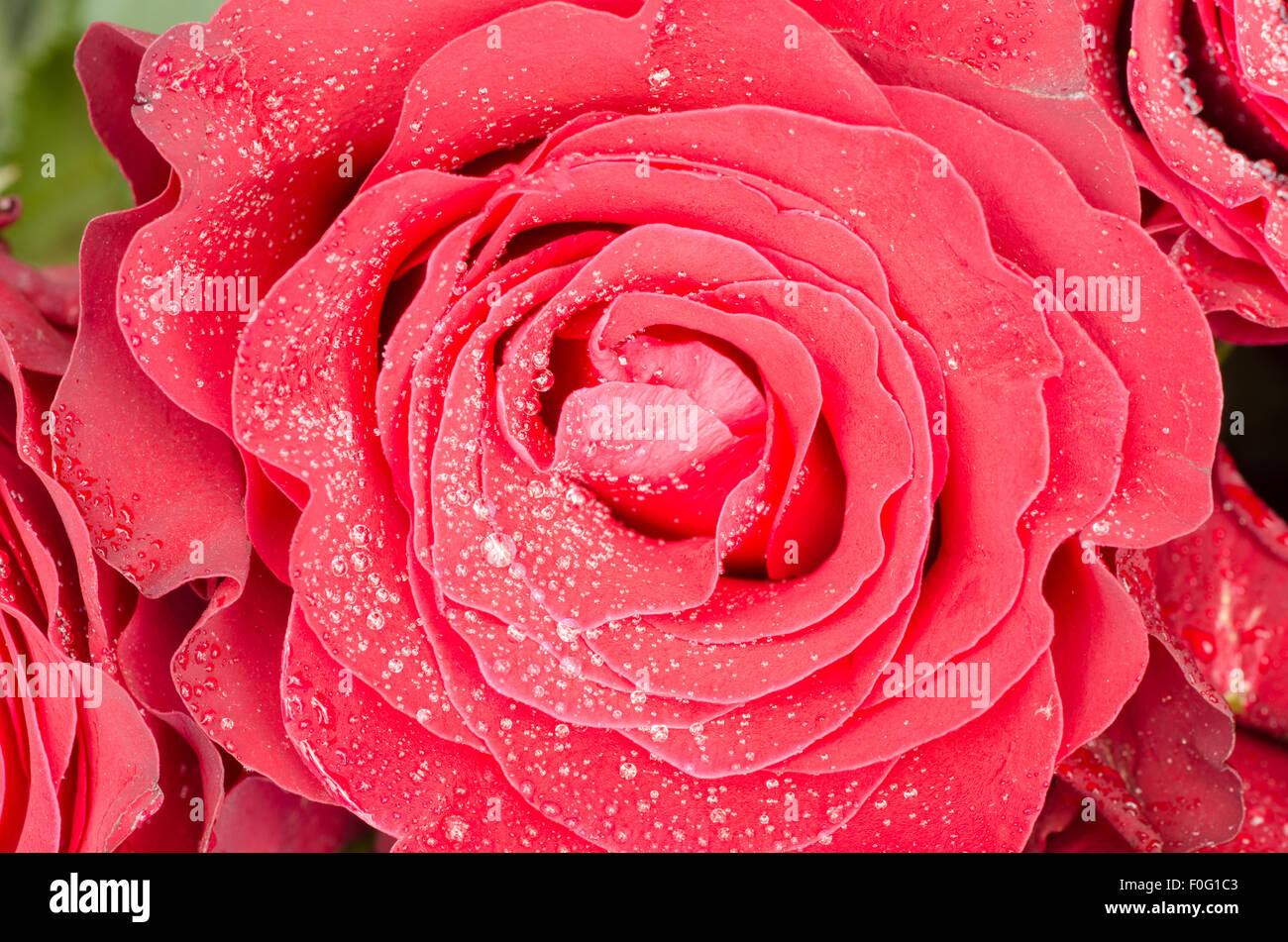 frische Rose Nahaufnahme Stockfoto