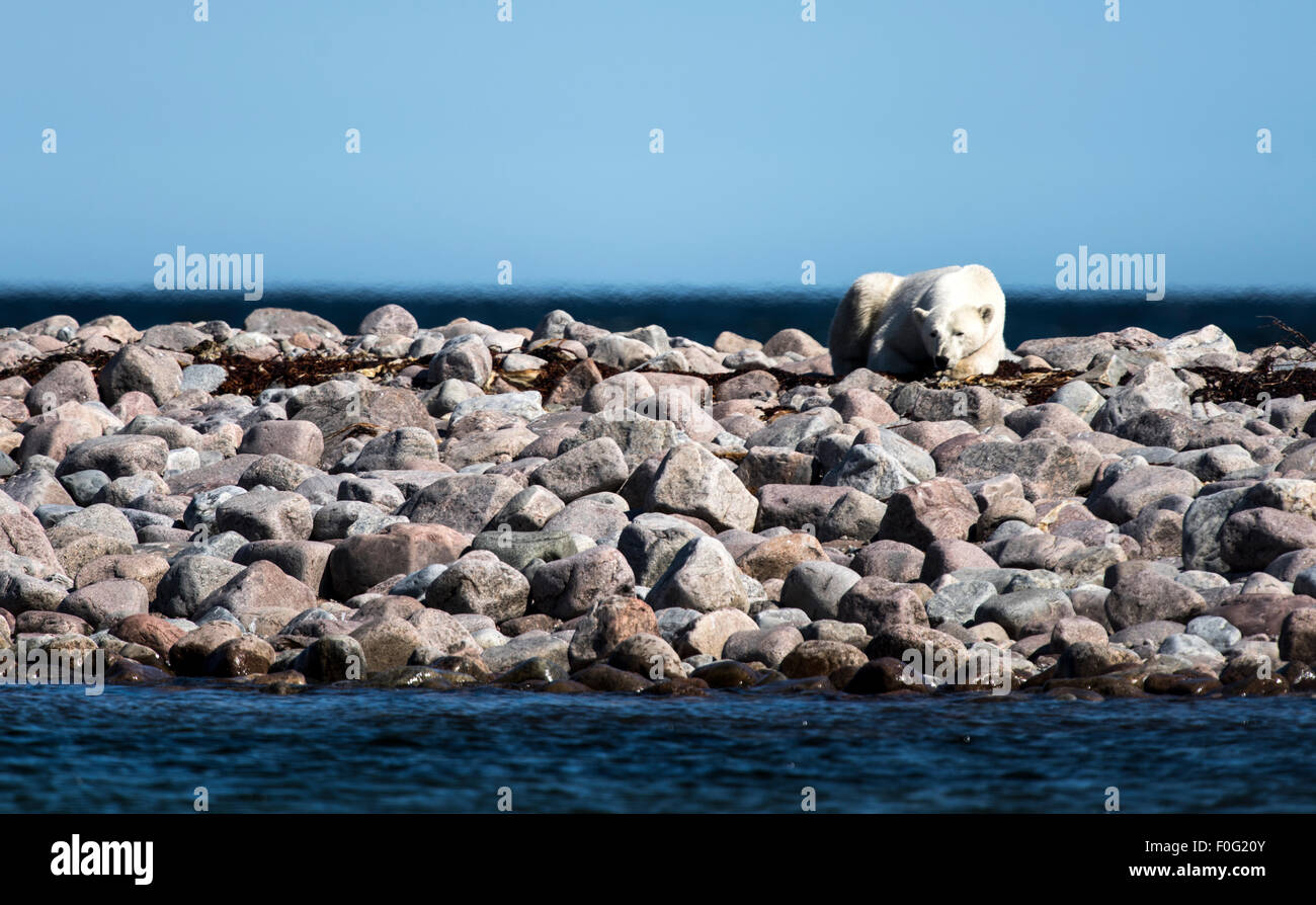 Eisbär liegend Felsen auf Hudson Bay, Manitoba, Kanada Stockfoto