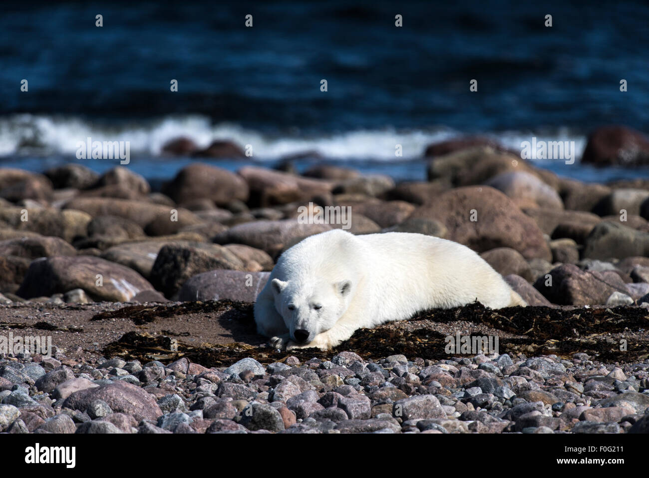 Eisbär liegend Felsen auf Hudson Bay, Manitoba, Kanada Stockfoto