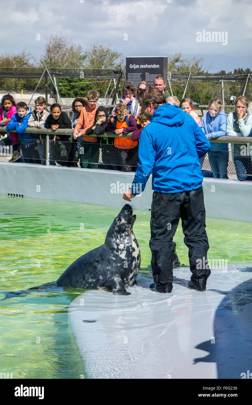 Tierpflegerin Fütterung Kegelrobben bei Ecomare, Heiligtum zu versiegeln und Zentrum für Natur und Marine Leben auf Texel, Niederlande Stockfoto