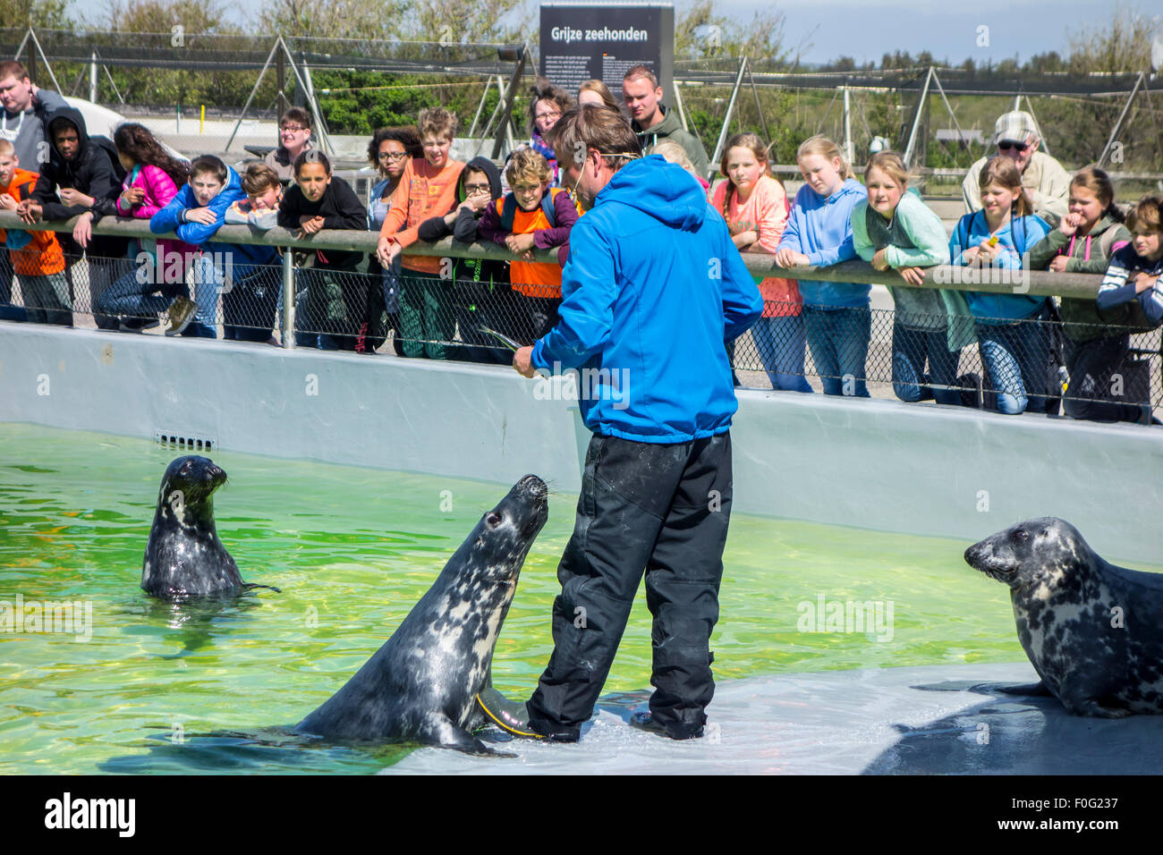 Tierpflegerin Fütterung Kegelrobben bei Ecomare, Heiligtum zu versiegeln und Zentrum für Natur und Marine Leben auf Texel, Niederlande Stockfoto