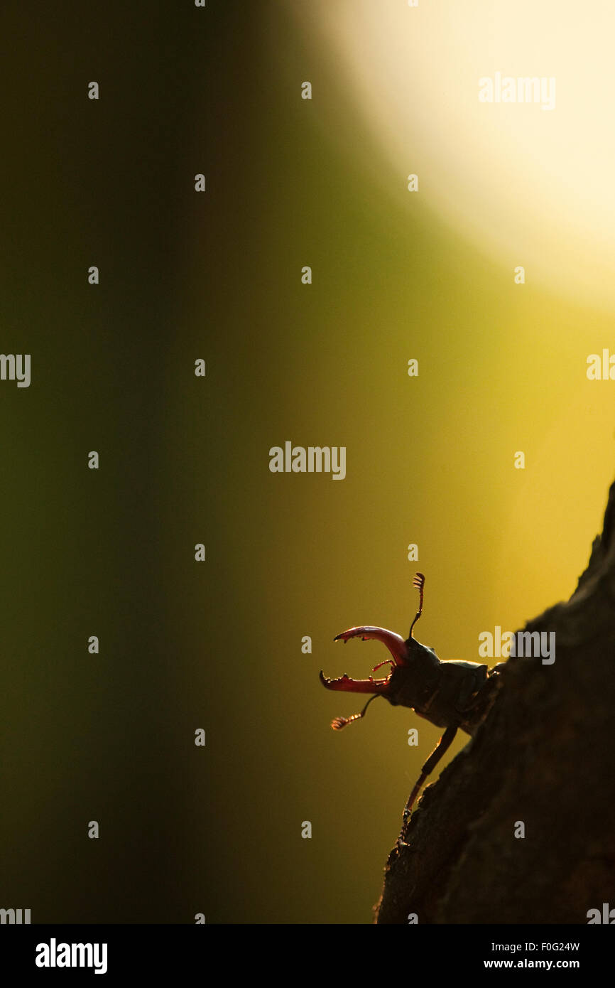 Männliche Hirschkäfer (Lucanus Elephus) in Kalk Wald, Nationalpark Djerdap, Serbien, Juni 2009 Stockfoto
