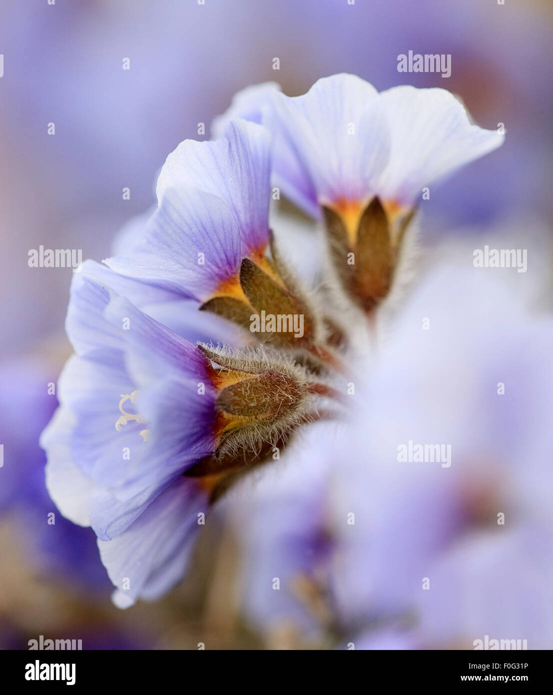 Boreal Jacobs Ladder (Polemonium Boreale) Blume, Spitzbergen, Svalbard, Norwegen, Juni 2009 Stockfoto