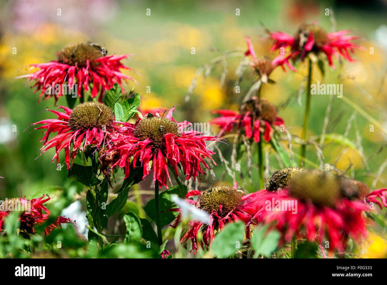 Monarda 'Gardenview Scarlet 'Gartenblumenbeet, Bergamotte Saatköpfe Stockfoto