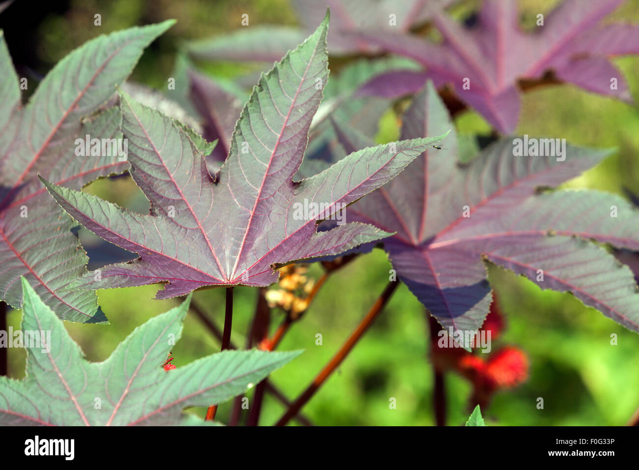 Rizinusölpflanze, Ricinus communis, Blätter, giftige Pflanze Stockfoto