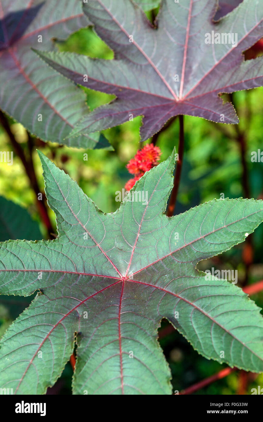 Rizinusölpflanze, Ricinus communis Carmencita, Blätter, giftige Pflanze Stockfoto