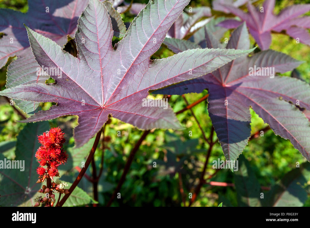 Rizinusölpflanze, Ricinus communis, Blätter, giftige Pflanze Stockfoto