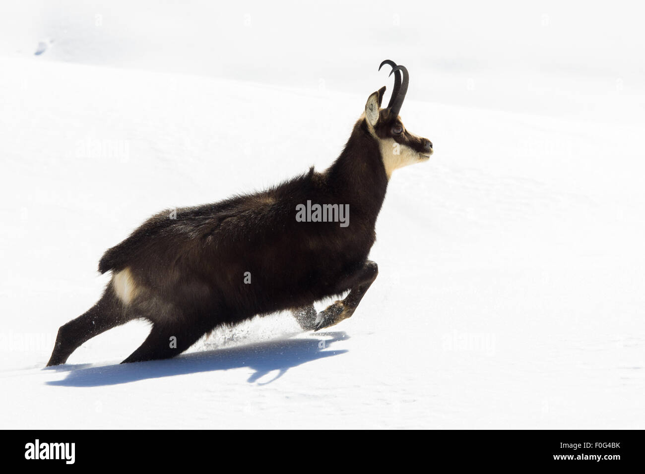 Gämse, Steinbock, läuft und springt in den Schnee, in den blauen Himmel der Alpen, Säugetiere von Gran Paradiso park Stockfoto