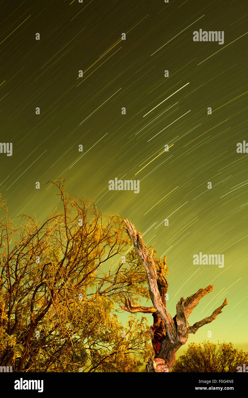Sternspuren Schuss in der Wüste während ein Mond leuchtet Nacht wirft eine schöne grüne Farbe. Stockfoto
