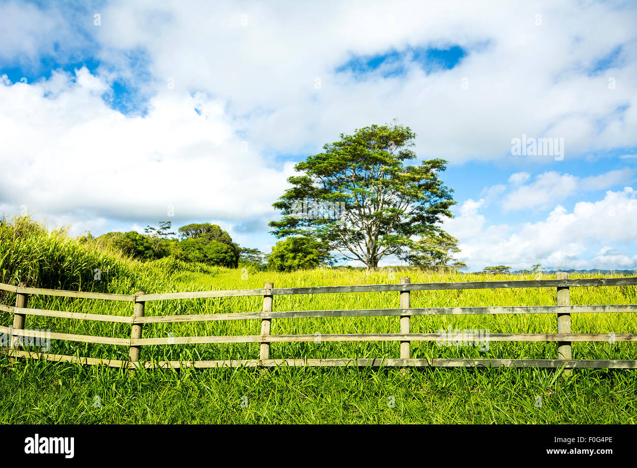 Eine lebendige, grüne Wiese hinter dem ranching Zaun zeigt das üppige Wachstum in einem ländlichen Bauerndorf auf Kauai Hawaii. Stockfoto