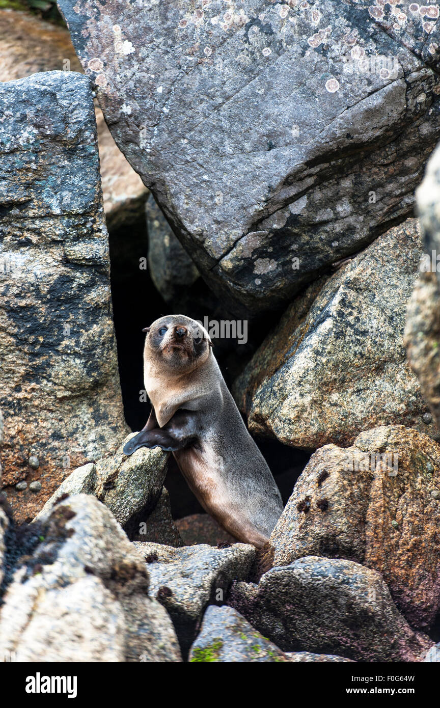 Neuseeland oder Hooker Seelöwen Welpe auf der Rock-Dusky Sound-Neuseeland Stockfoto