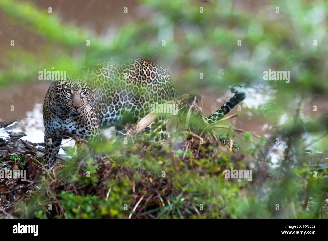 Erwachsene weibliche Leoparden Masai Mara National Reserve Kenia Afrika Stockfoto