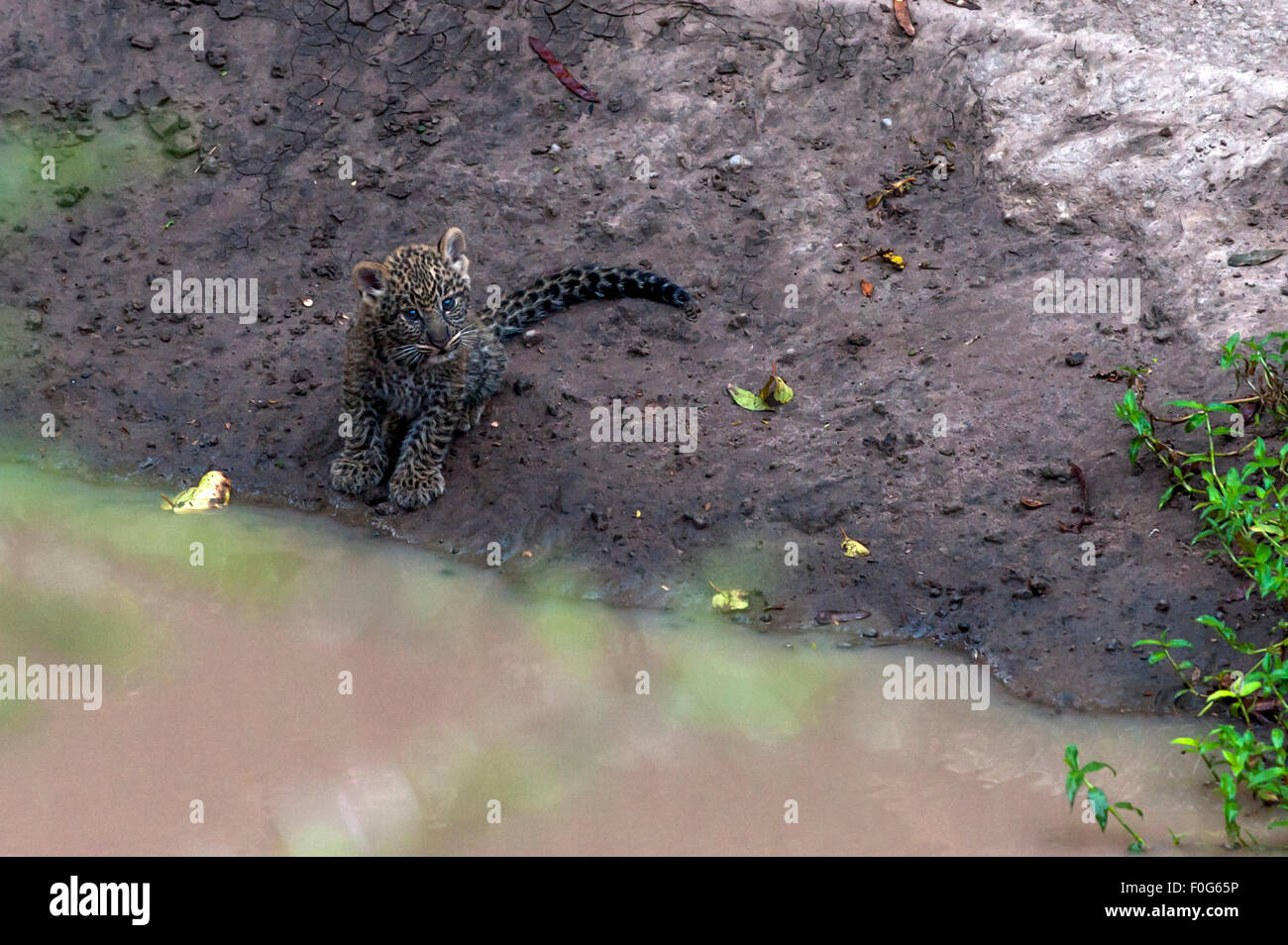 Leopard Cub Masai Mara National Reserve Kenia Afrika Stockfoto
