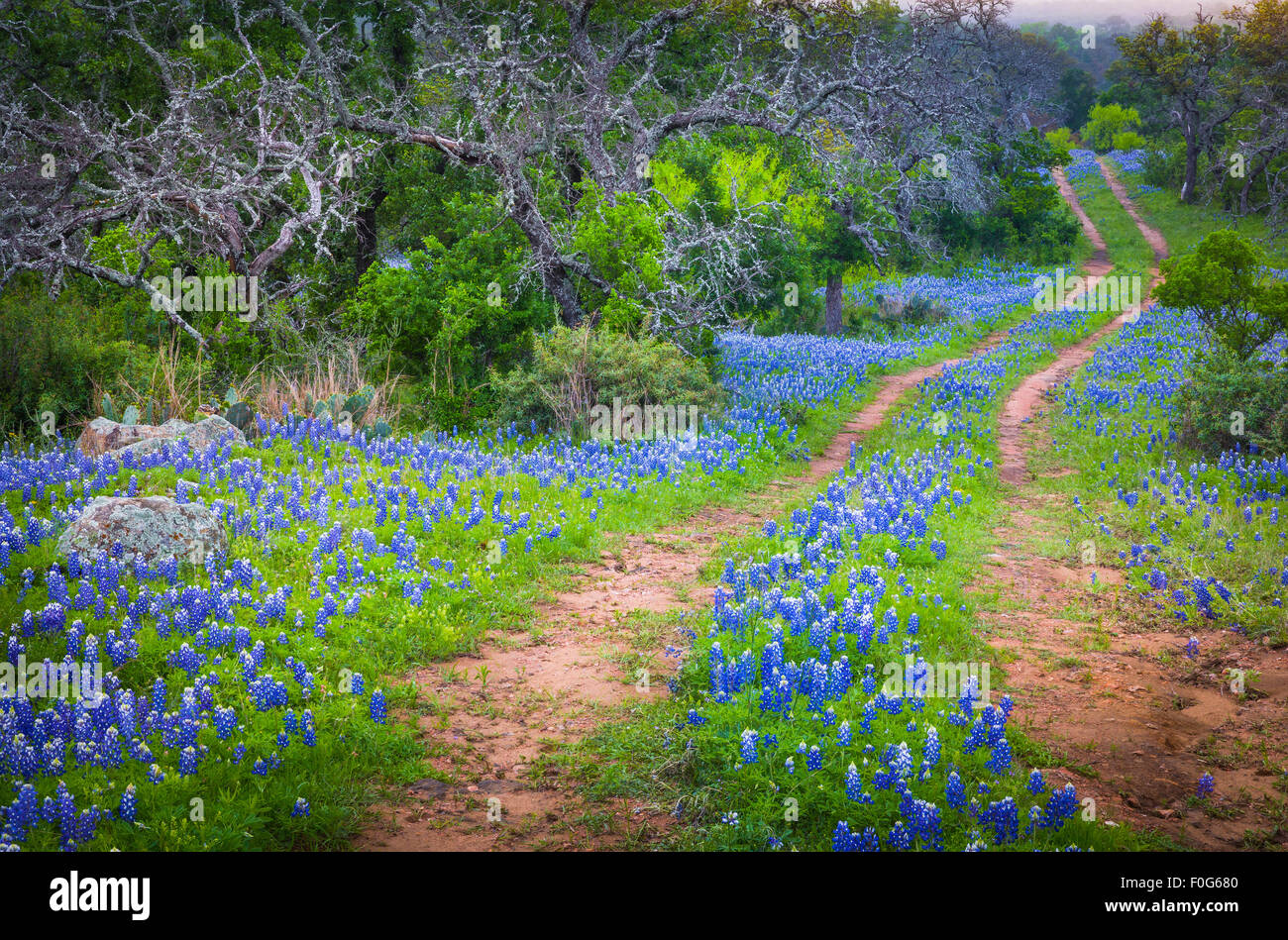 Alte Straße und Kornblumen im Texas Hill Country Stockfoto