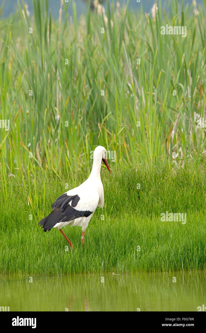 Stork Angeln und einen Frosch Essen Stockfoto