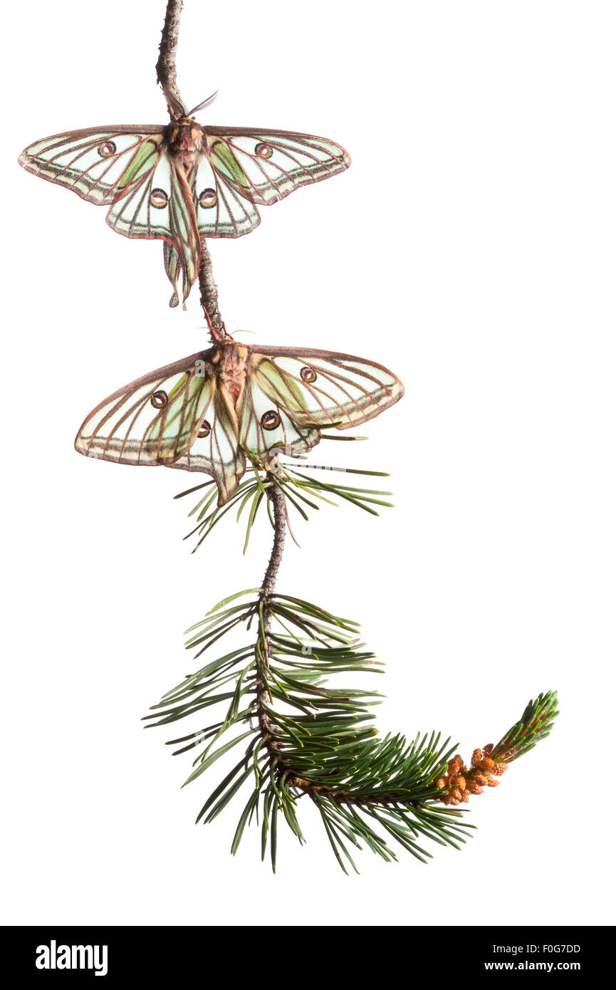 Paar von spanischen Luna / isabellinische Nachtfalter (Graellsia Isabellina) auf Zweig, Naturpark Queyras, Frankreich, Mai 2009 Stockfoto