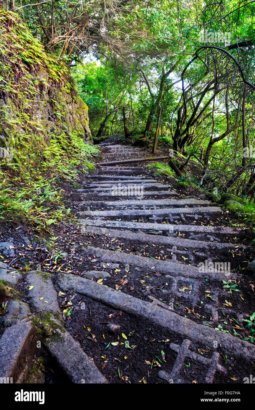 Eine vier-Meile nasse führt schlammigen Trail mit Betonklotz Schritte auf einem tropischen hawaiianischen Berg auf Molokai, eine kleine Stadt mit nur Stockfoto