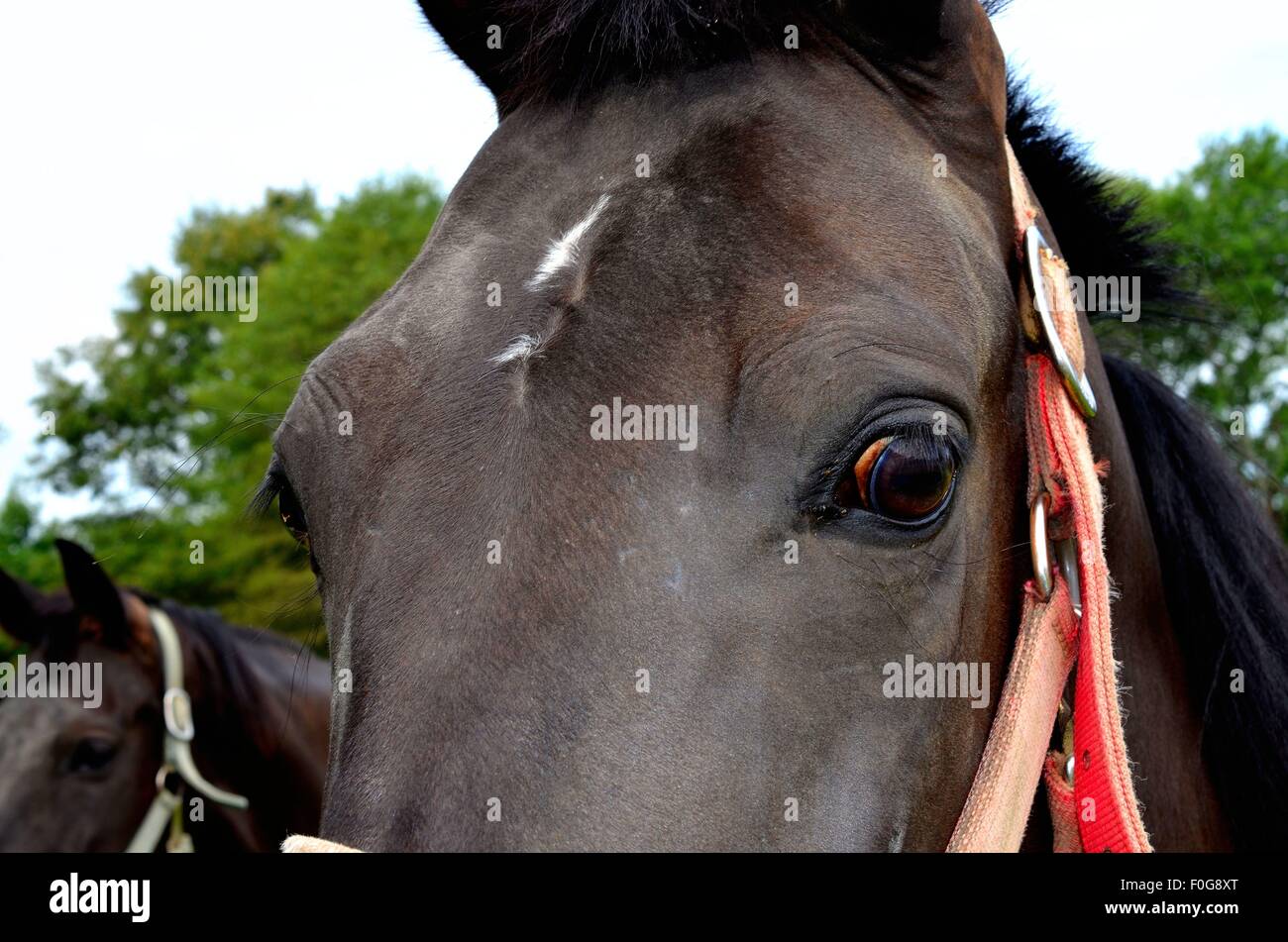 Pferd-Augen mit oberen Teil des Gesichts Stockfoto