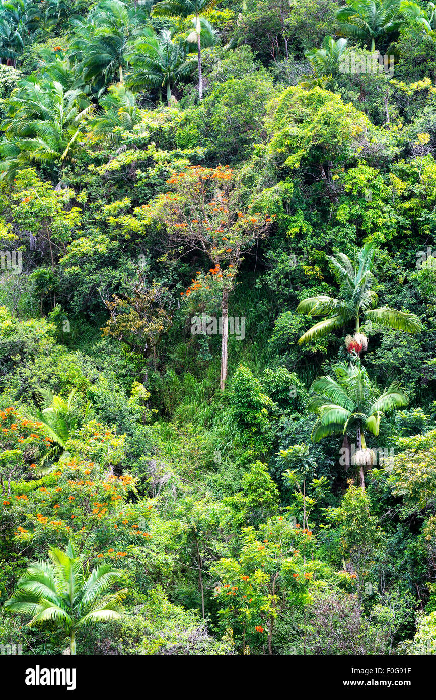 Tropischer Vegetation an einem Regenwald Berghang in Hawaii zeigt eine üppige Anzeige der reiche, gesunde Pflanzen und Bäumen leben. Stockfoto