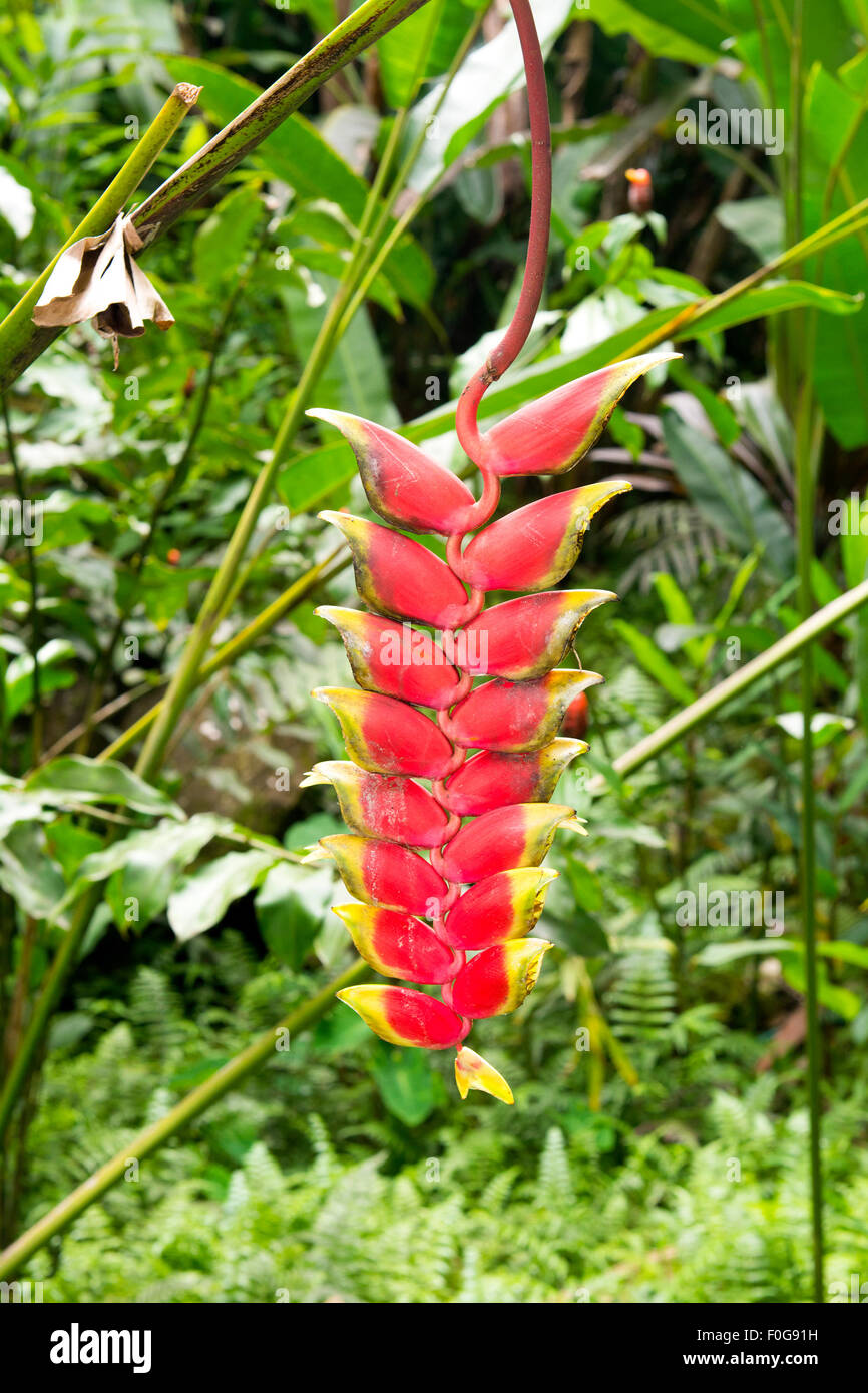 Eine üppige, rote hawaiianische Baum hängenden Blume genannt eine Hummergreifer in einem dichten Regenwald Stockfoto