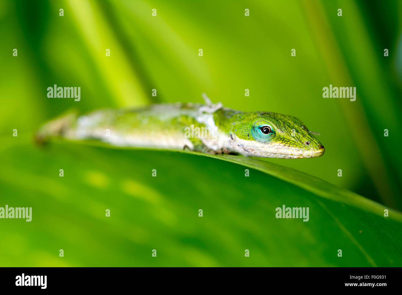 Ein Gecko vergießen seine alte Haut ruht auf einem Baum Blatt in einem hawaiianischen Regenwald. Stockfoto
