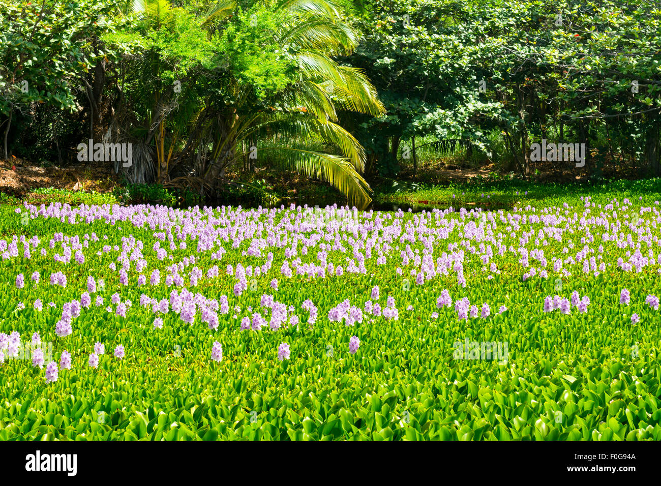 Ab auf die Seite der Punalu'u ist schwarzen Sandstrand einen schönen Teich mit grünen Pflanzen und schönen lila Blüten bedeckt. Stockfoto